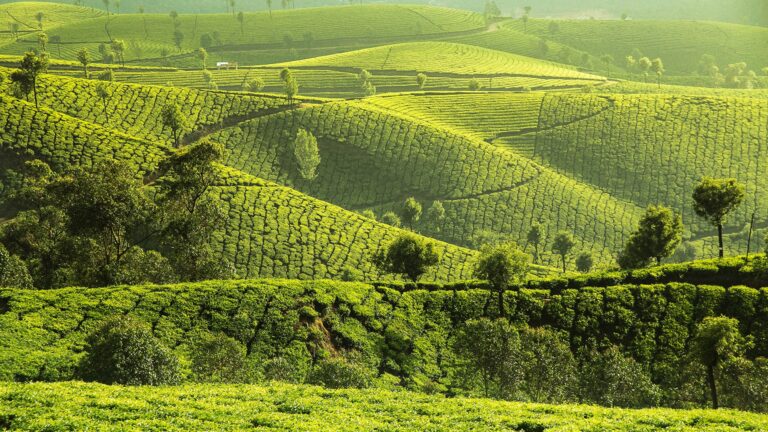 munnar travelplaceexplorer