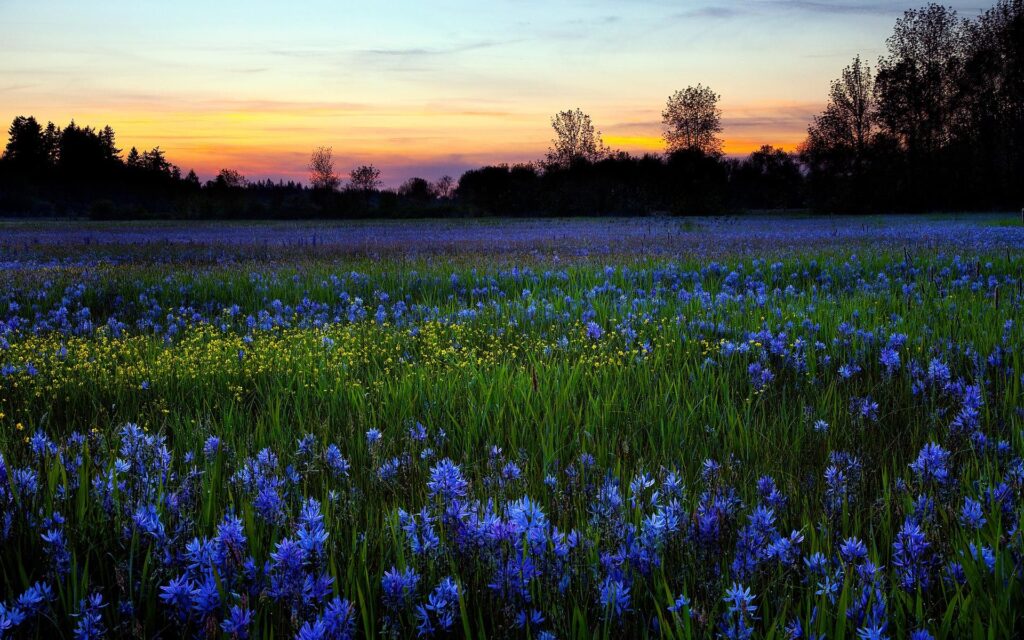 valley of flowers