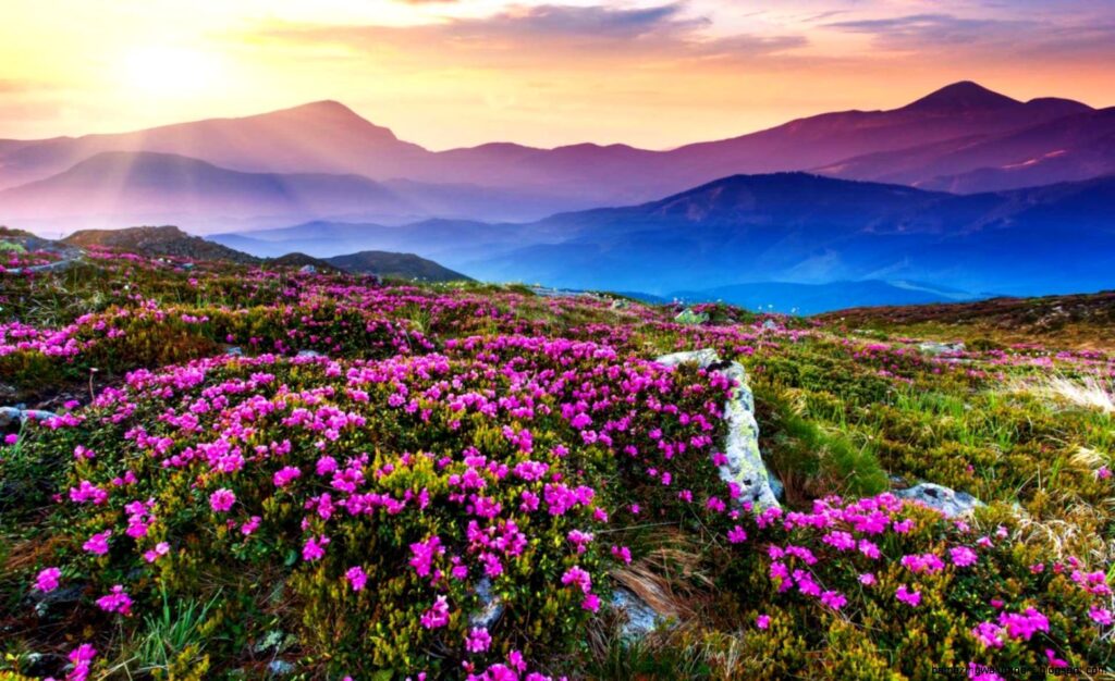 valley of flowers national park